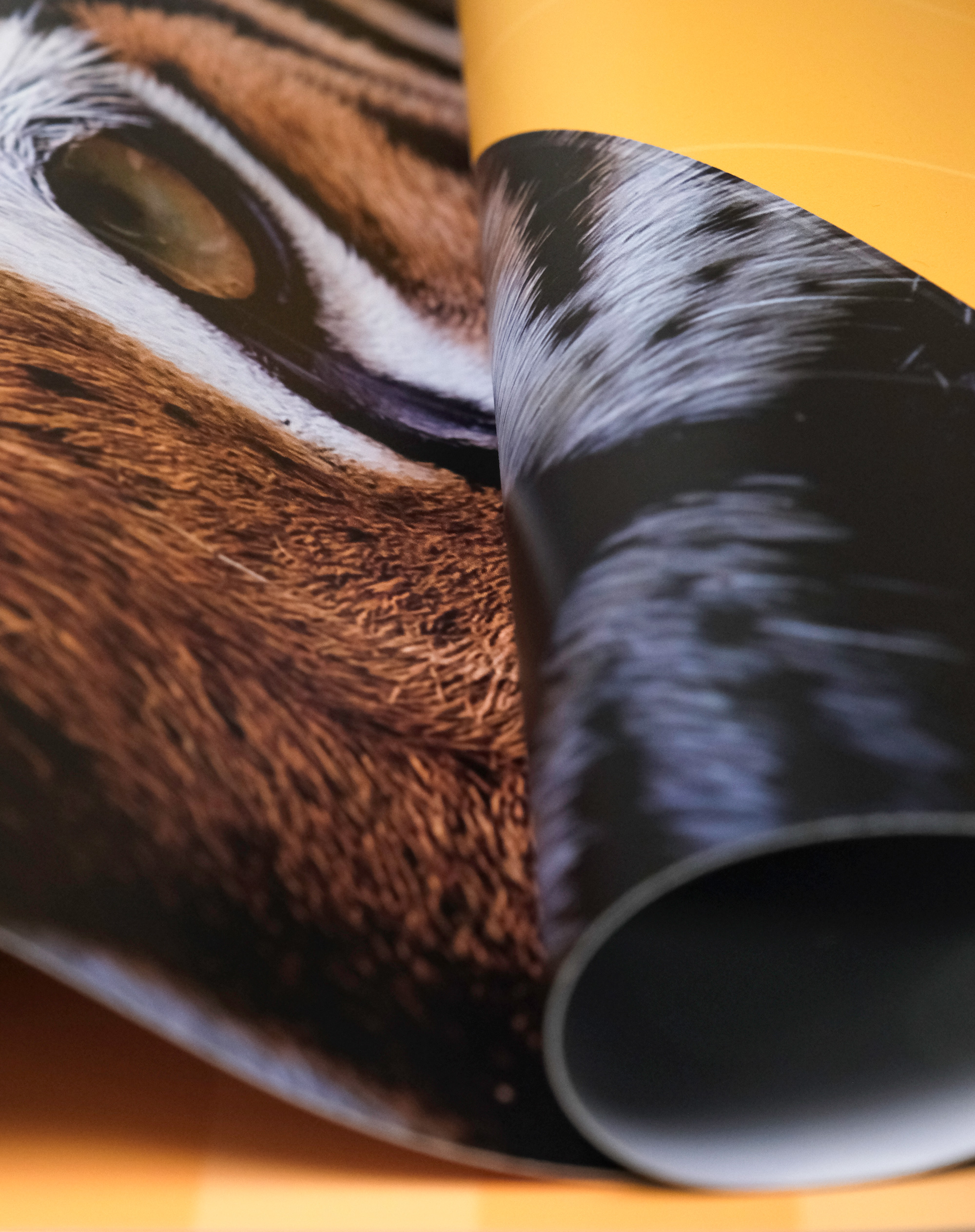 The eye of a tiger printed on a higher education banner with selective focus